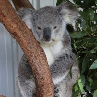 Wollondilly Shire Council welcomes $5 million State funding for vital koala care