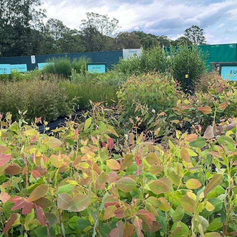 Robin Davies Wollondilly Community Nursery Open Day