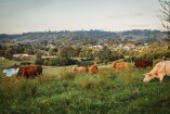 Cows and Picton 1 002