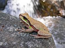 1024px Blue Mountains Tree Frog444