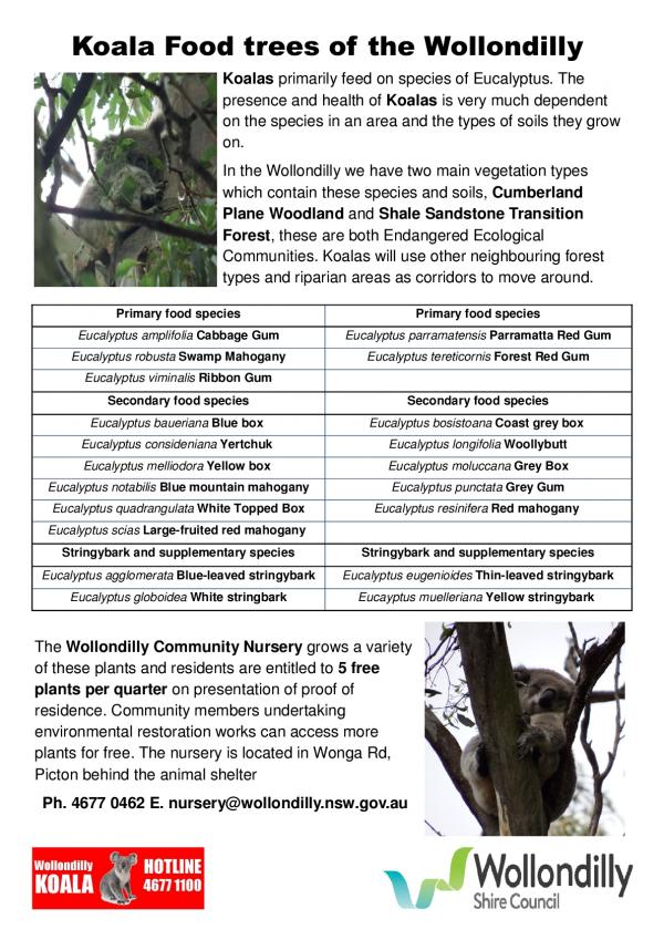 Koala food trees wollondilly publish