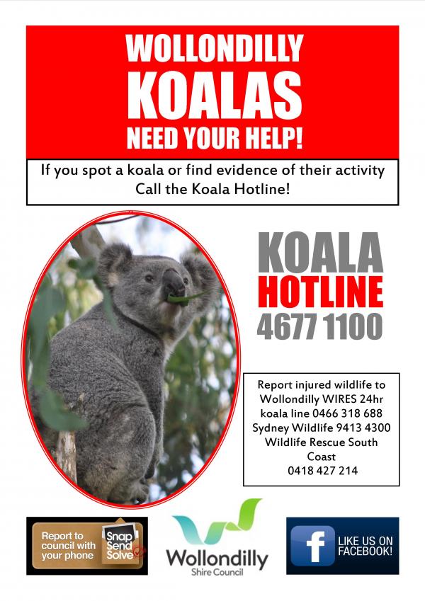 Koala hotline Flyer 2018